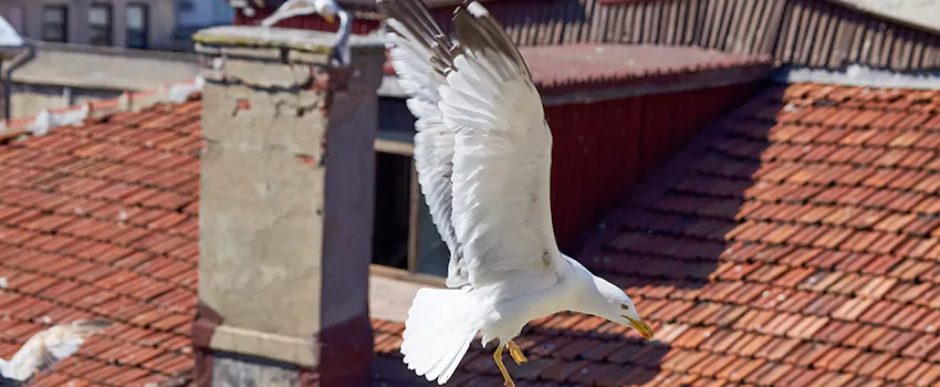 Residential Chimney Animal Removal Solution in Farmers Branch, TX