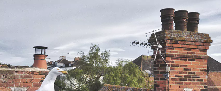 Chimney Cleaning And Restoration in Farmers Branch, Texas
